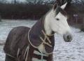 Natica Hiver 2009